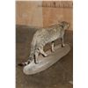 Image 6 : Life-sized African WILDCAT on a Natural Base