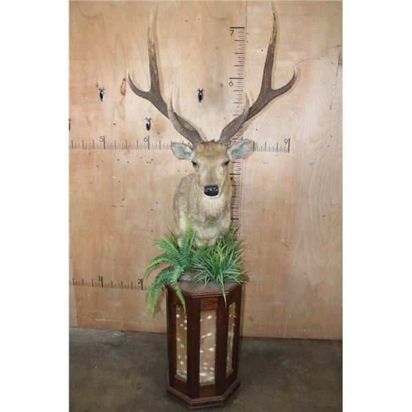 Huge XXL RUSA DEER Pedestal Mount