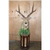 Image 1 : Huge XXL RUSA DEER Pedestal Mount