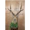 Image 2 : Huge XXL RUSA DEER Pedestal Mount