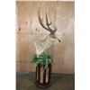 Image 3 : Huge XXL RUSA DEER Pedestal Mount