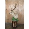 Image 4 : Huge XXL RUSA DEER Pedestal Mount