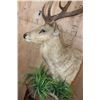 Image 5 : Huge XXL RUSA DEER Pedestal Mount