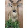 Image 6 : Huge XXL RUSA DEER Pedestal Mount
