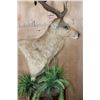 Image 7 : Huge XXL RUSA DEER Pedestal Mount