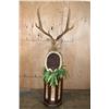 Image 8 : Huge XXL RUSA DEER Pedestal Mount