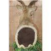 Image 9 : Huge XXL RUSA DEER Pedestal Mount