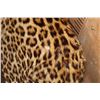 Image 10 : *TEXAS RESIDENTS ONLY* Life-sized LEOPARD on Bolts with No Base