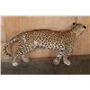Image 11 : *TEXAS RESIDENTS ONLY* Life-sized LEOPARD on Bolts with No Base