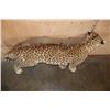 Image 14 : *TEXAS RESIDENTS ONLY* Life-sized LEOPARD on Bolts with No Base