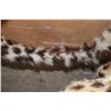 Image 15 : *TEXAS RESIDENTS ONLY* Life-sized LEOPARD on Bolts with No Base