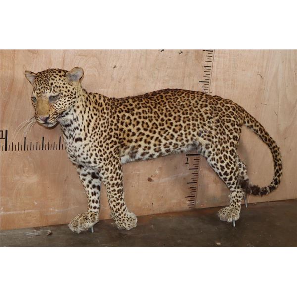 *TEXAS RESIDENTS ONLY* Life-sized LEOPARD on Bolts with No Base