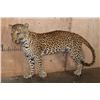 Image 1 : *TEXAS RESIDENTS ONLY* Life-sized LEOPARD on Bolts with No Base