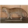 Image 2 : *TEXAS RESIDENTS ONLY* Life-sized LEOPARD on Bolts with No Base