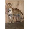 Image 3 : *TEXAS RESIDENTS ONLY* Life-sized LEOPARD on Bolts with No Base