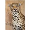 Image 4 : *TEXAS RESIDENTS ONLY* Life-sized LEOPARD on Bolts with No Base