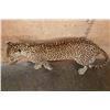 Image 5 : *TEXAS RESIDENTS ONLY* Life-sized LEOPARD on Bolts with No Base
