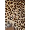 Image 6 : *TEXAS RESIDENTS ONLY* Life-sized LEOPARD on Bolts with No Base