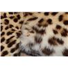 Image 7 : *TEXAS RESIDENTS ONLY* Life-sized LEOPARD on Bolts with No Base