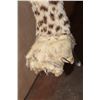 Image 8 : *TEXAS RESIDENTS ONLY* Life-sized LEOPARD on Bolts with No Base