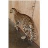Image 9 : *TEXAS RESIDENTS ONLY* Life-sized LEOPARD on Bolts with No Base