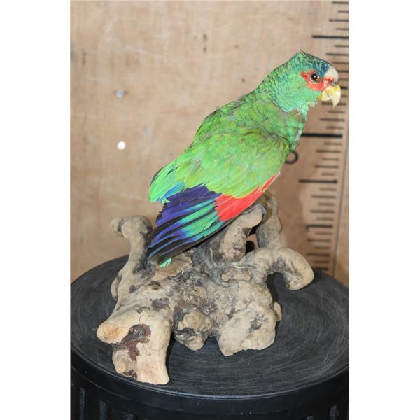 *Rarely Seen* WHITE-FRONTED AMAZON PARROT Perched on a Driftwood Base
