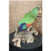 Image 1 : *Rarely Seen* WHITE-FRONTED AMAZON PARROT Perched on a Driftwood Base