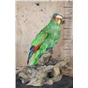 Image 2 : *Rarely Seen* WHITE-FRONTED AMAZON PARROT Perched on a Driftwood Base