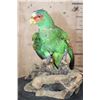 Image 3 : *Rarely Seen* WHITE-FRONTED AMAZON PARROT Perched on a Driftwood Base
