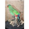 Image 4 : *Rarely Seen* WHITE-FRONTED AMAZON PARROT Perched on a Driftwood Base