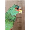 Image 6 : *Rarely Seen* WHITE-FRONTED AMAZON PARROT Perched on a Driftwood Base