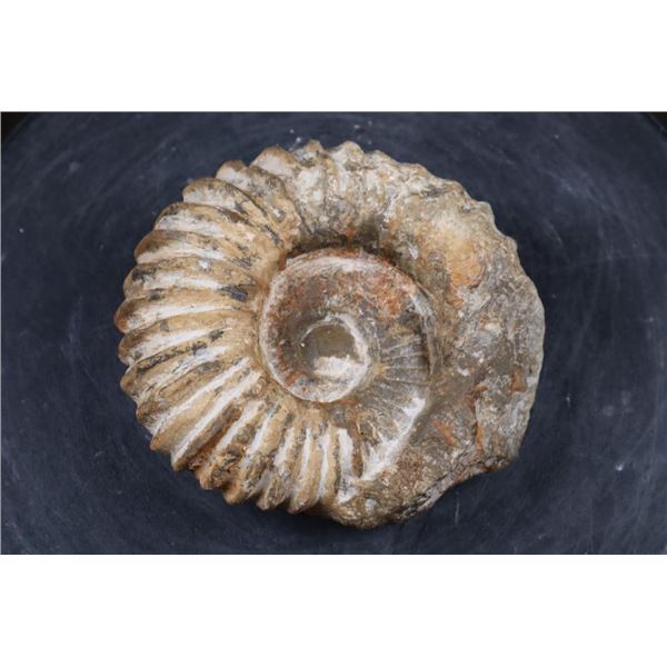 Raw AMMONITE Fossil Specimen