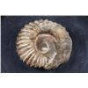 Image 1 : Raw AMMONITE Fossil Specimen