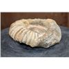 Image 2 : Raw AMMONITE Fossil Specimen