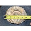 Image 3 : Raw AMMONITE Fossil Specimen