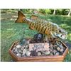 Image 2 : *Real Skin* SMALLMOUTH BASS Fish Mounted on a Natural "River Bottom" Base