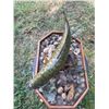 Image 6 : *Real Skin* SMALLMOUTH BASS Fish Mounted on a Natural "River Bottom" Base