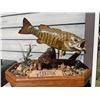 Image 7 : *Real Skin* SMALLMOUTH BASS Fish Mounted on a Natural "River Bottom" Base
