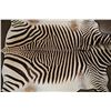 Image 5 : ZEBRA Hide or ZEBRA HIDE Rug with Carpet Backing and Leather Piping
