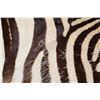 Image 6 : ZEBRA Hide or ZEBRA HIDE Rug with Carpet Backing and Leather Piping