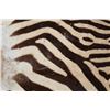 Image 7 : ZEBRA Hide or ZEBRA HIDE Rug with Carpet Backing and Leather Piping