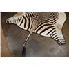 Image 8 : ZEBRA Hide or ZEBRA HIDE Rug with Carpet Backing and Leather Piping