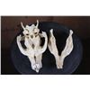 Image 10 : *Rarely Seen* XL CAPIBARA Skull with All the Teeth