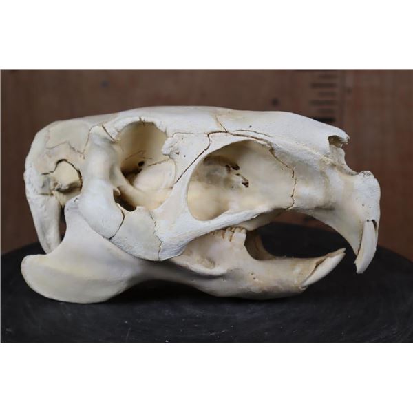 *Rarely Seen* XL CAPIBARA Skull with All the Teeth