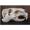 Image 1 : *Rarely Seen* XL CAPIBARA Skull with All the Teeth