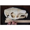 Image 2 : *Rarely Seen* XL CAPIBARA Skull with All the Teeth