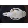 Image 3 : *Rarely Seen* XL CAPIBARA Skull with All the Teeth