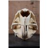 Image 4 : *Rarely Seen* XL CAPIBARA Skull with All the Teeth