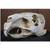 Image 5 : *Rarely Seen* XL CAPIBARA Skull with All the Teeth