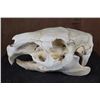 Image 6 : *Rarely Seen* XL CAPIBARA Skull with All the Teeth